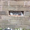 Cavity Wall Insulation Removal - Interior Content